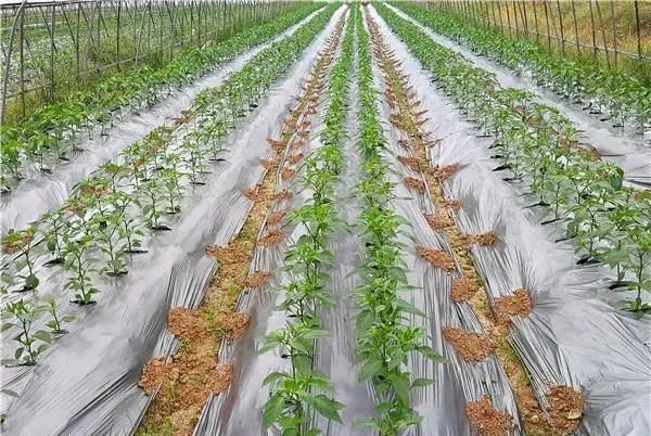 GB13735-2017聚乙烯吹塑農(nóng)用地面覆蓋薄膜測(cè)試項(xiàng)目